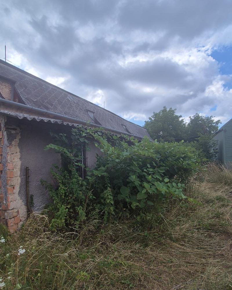 Elhanyagolt udvar a régi épület mellett, a kaszálás megkezdése előtt
